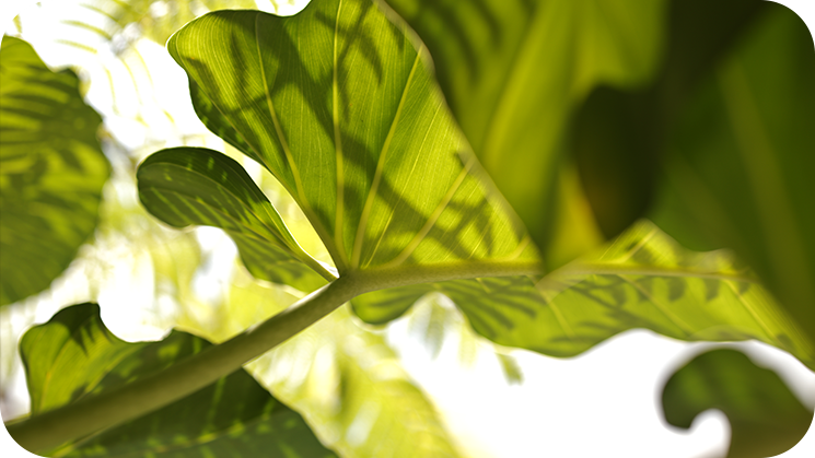 Environmental